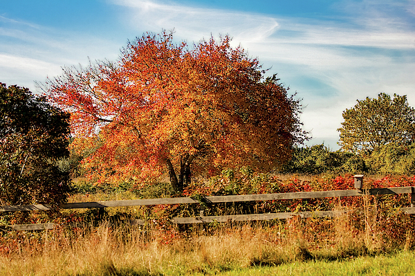 Rhode Island Audubon in Fall Colors by Jeff Folger Rhode Island Audubon in Fall Colors by Jeff Folger